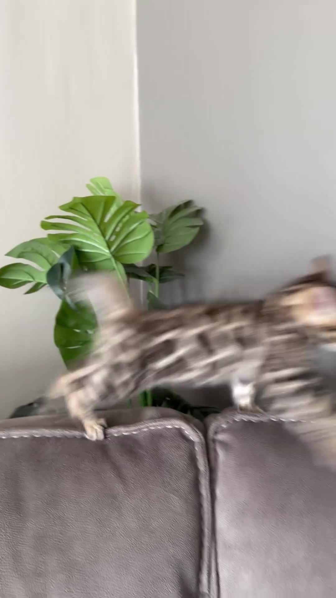 Bengal cats for sale: 1 left- Beautiful Pedigree Bengal kittens for sale - Video 2
