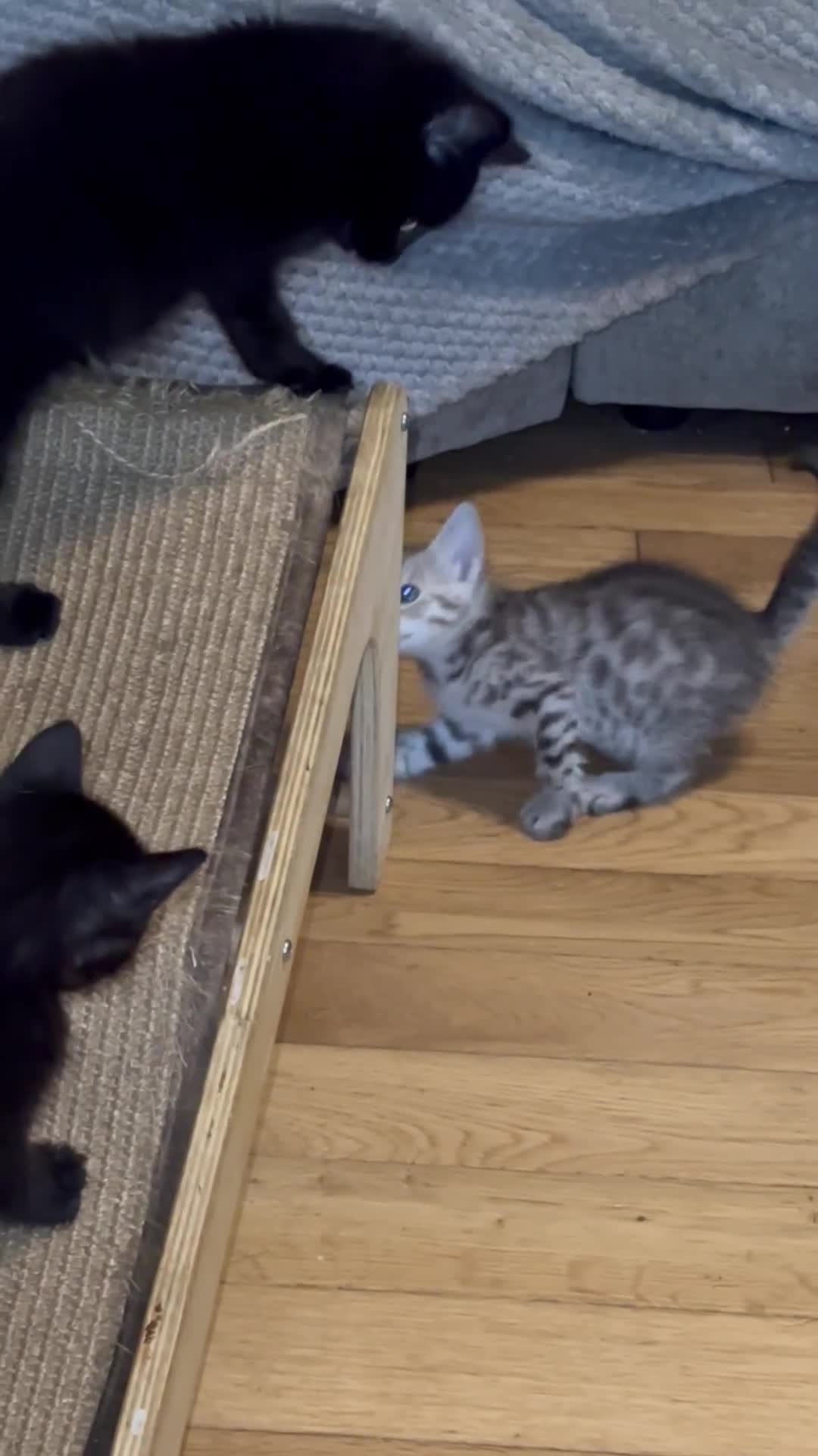 Savannah cats for sale: F4 Savannah kittens  - Video 2