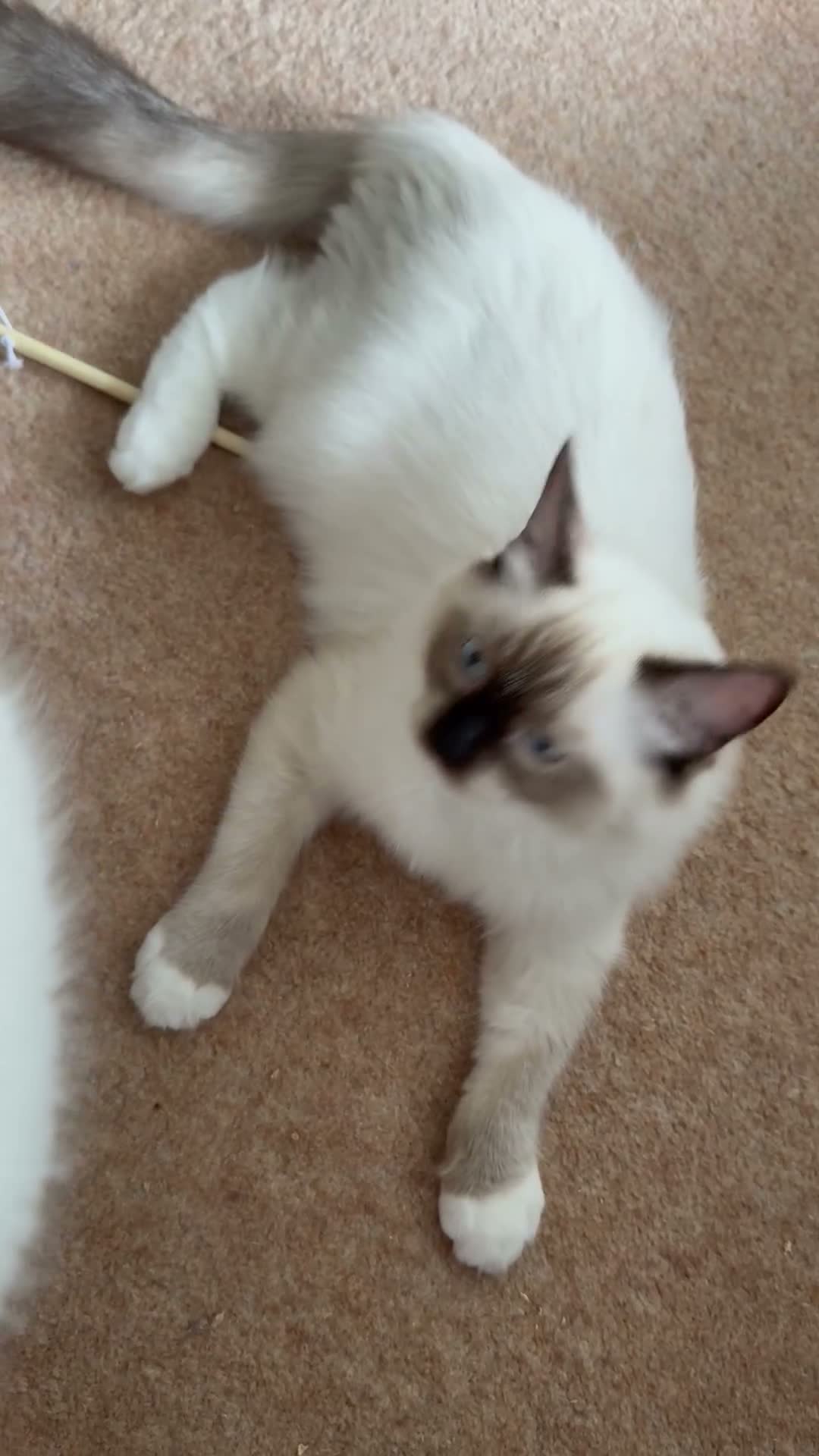 Ragdoll cats for sale: One last girl remaining !!! - Video 1