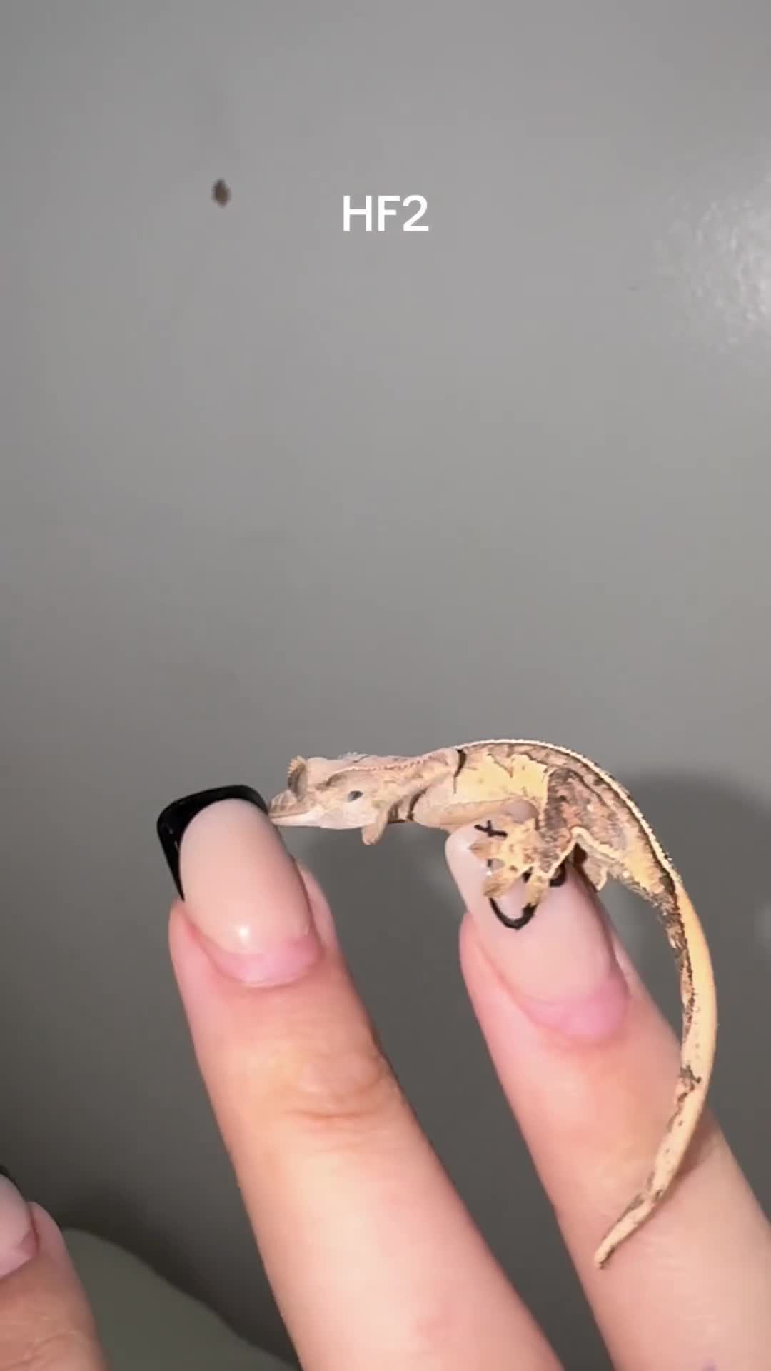 Gecko reptiles for sale: Baby Crested Geckos  - Video 3