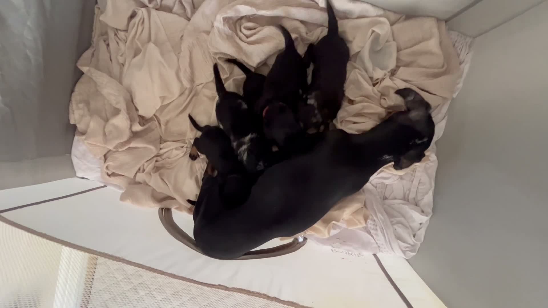 Mixed Breed dogs for sale: Doxiepoo puppies  - Video 1
