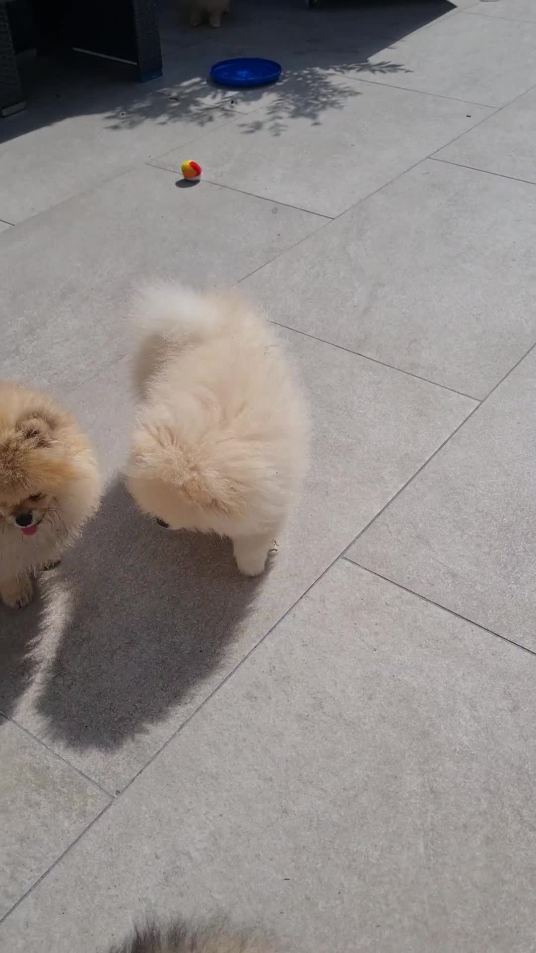 Pomeranian dogs for sale: Stunning Teddy purebreed Russian/Ukrainian poms in Basildon - Video 3