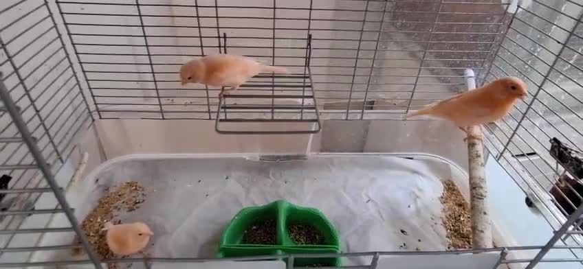 Canaries birds for sale: 3 young canaries hatched on 24.02.26 - Video 4