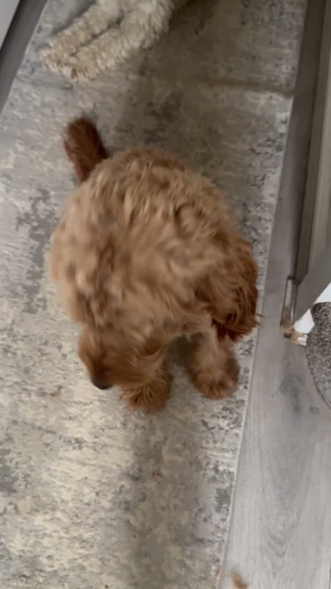 Cockapoo dogs for stud: F1 Red cockapoo in Saint Helens - Video 1