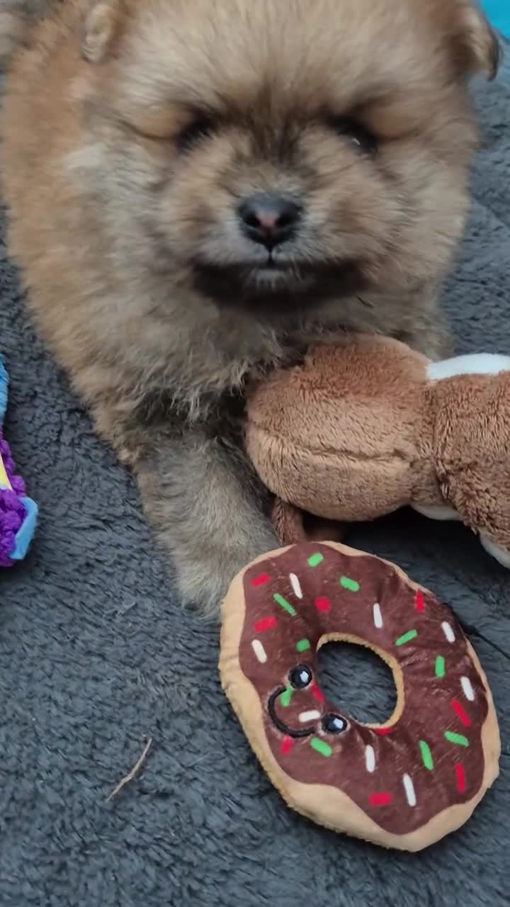 Pomeranian dogs for sale: Vito Pomleone  - Video 3