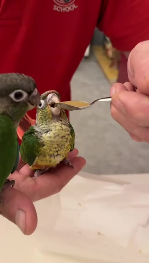 Conures birds for sale: Hand reared baby conures - Video 1