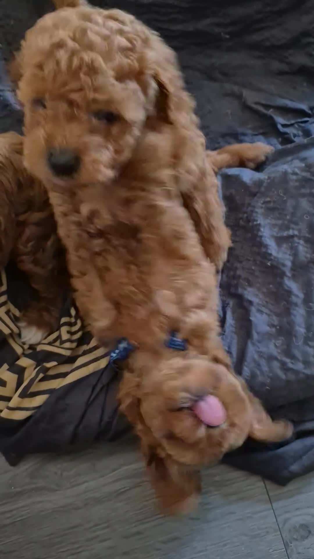 Cockapoo dogs for sale: Gorgeous Cockapoo For Sale - Video 4