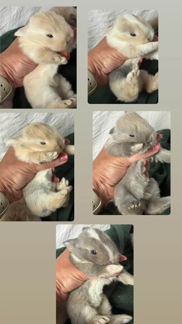 Mini Lop rabbits for sale: Beautiful mini lops to reserve  - Video 1