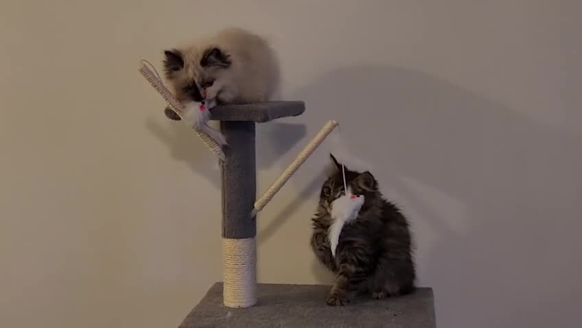 Siberian cats for sale: Pure breed Siberian Kittens for sale in Derby - Video 1