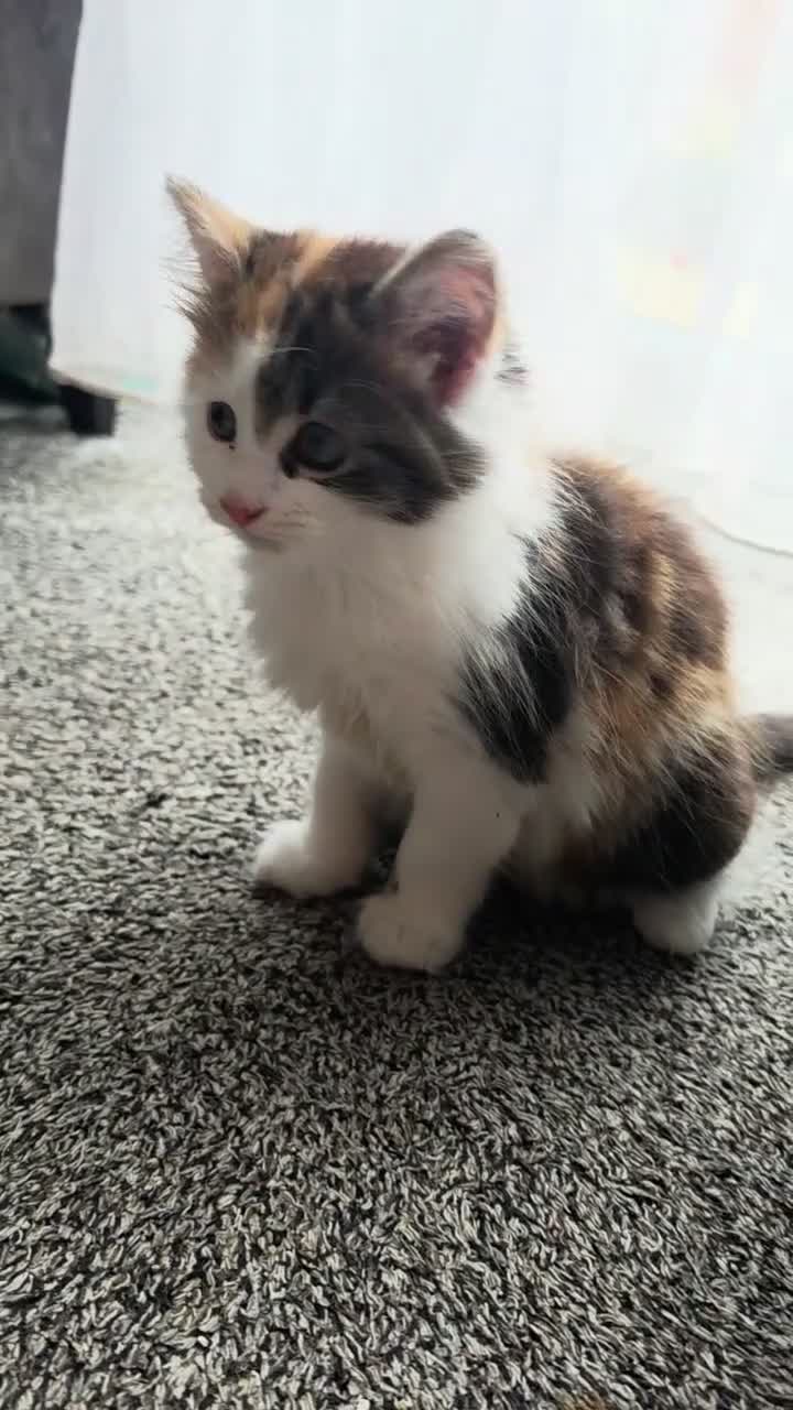 Mixed Breed cats for sale: 3 Beautiful Fluffy Kittens Looking for Homes - Video 2