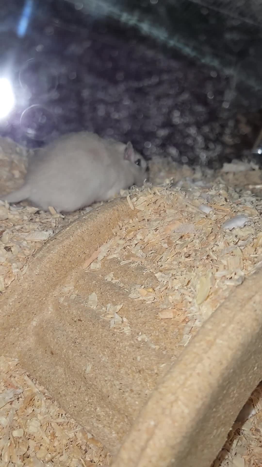 Gerbil rodents for sale: Two gerbils for sale - Video 1