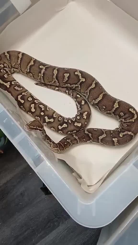 Python Snake reptiles for sale: CB22 PAIR OF ANGOLAN PYTHONS  - Video 1