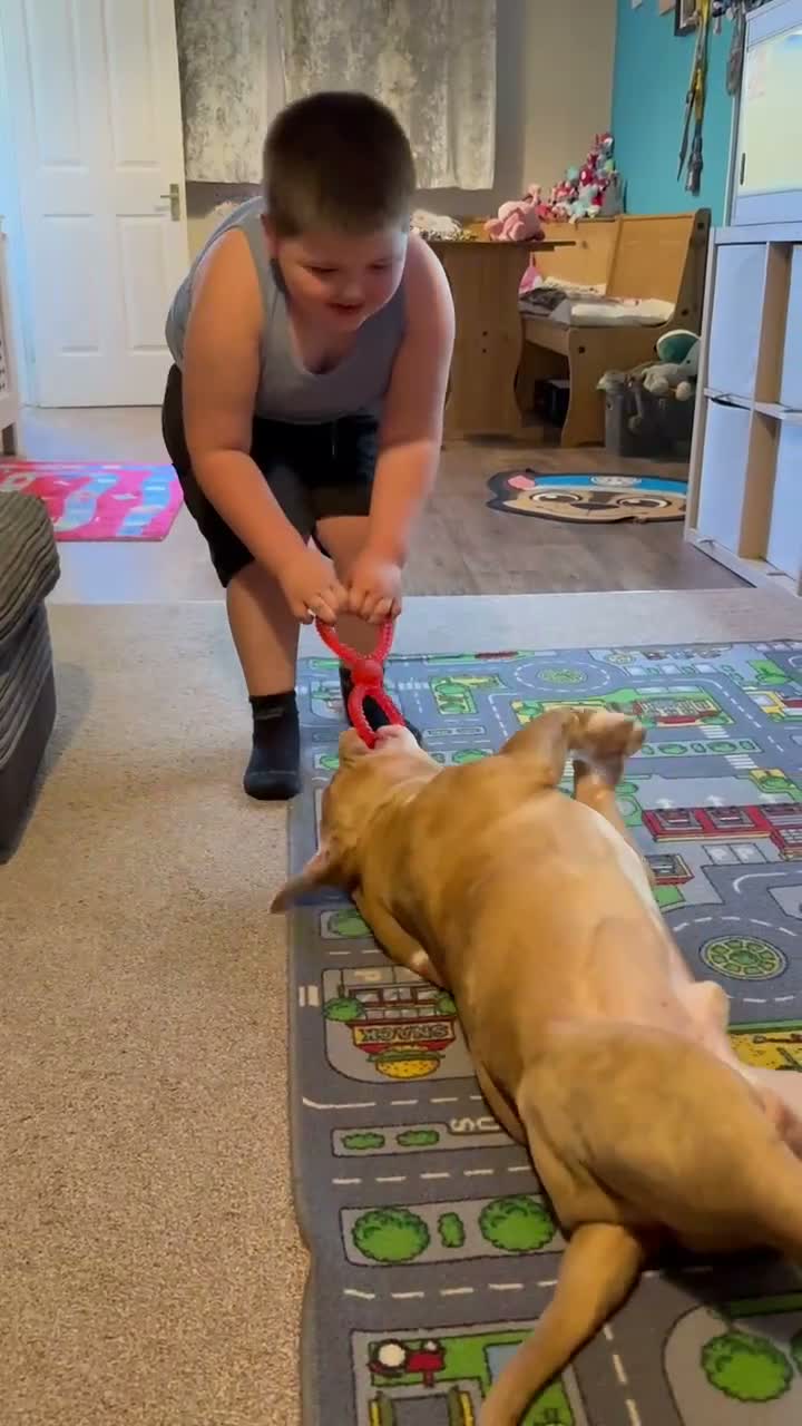 American Bully dogs for sale: Beautiful exotic pocket bully male - Video 1