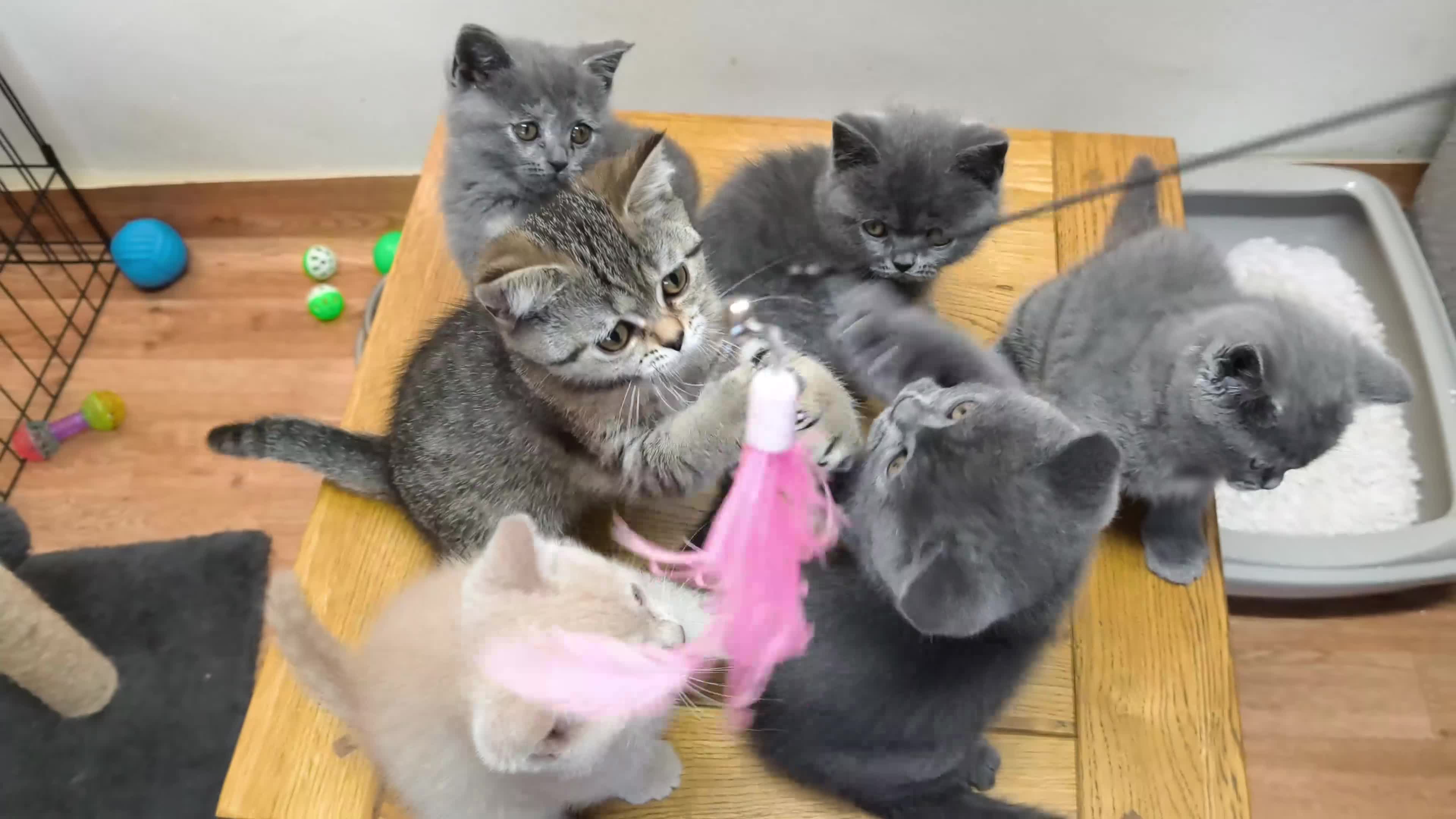 British Shorthair cats for sale: British Shorthair Kittens Imported Parents  - Video 1