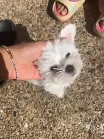 Bichon Frise dogs for sale: Bichon mini toy  in Harrow - Video 1