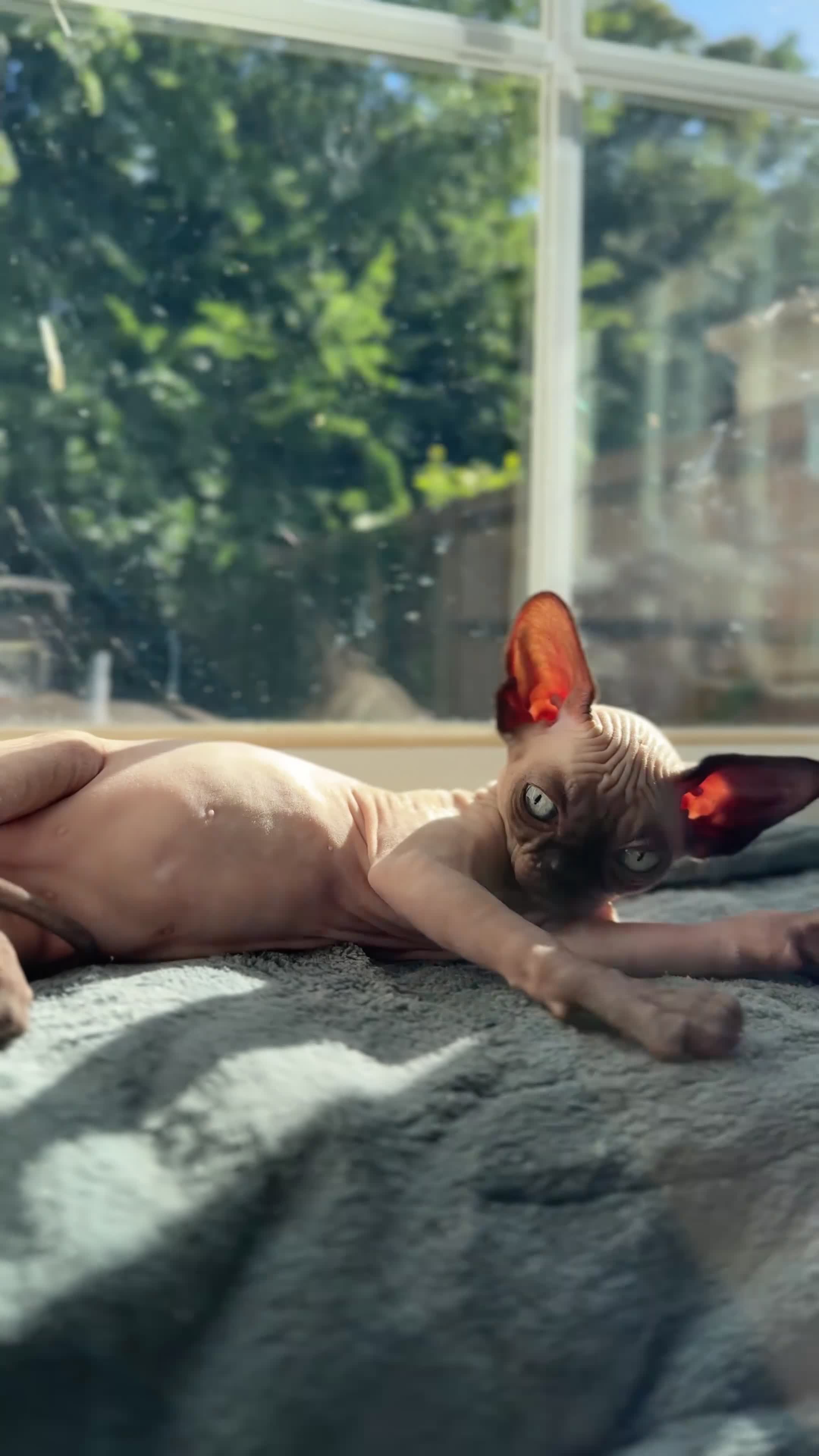 Sphynx cats for sale: Boy Sphynx Kitten  - Video 1