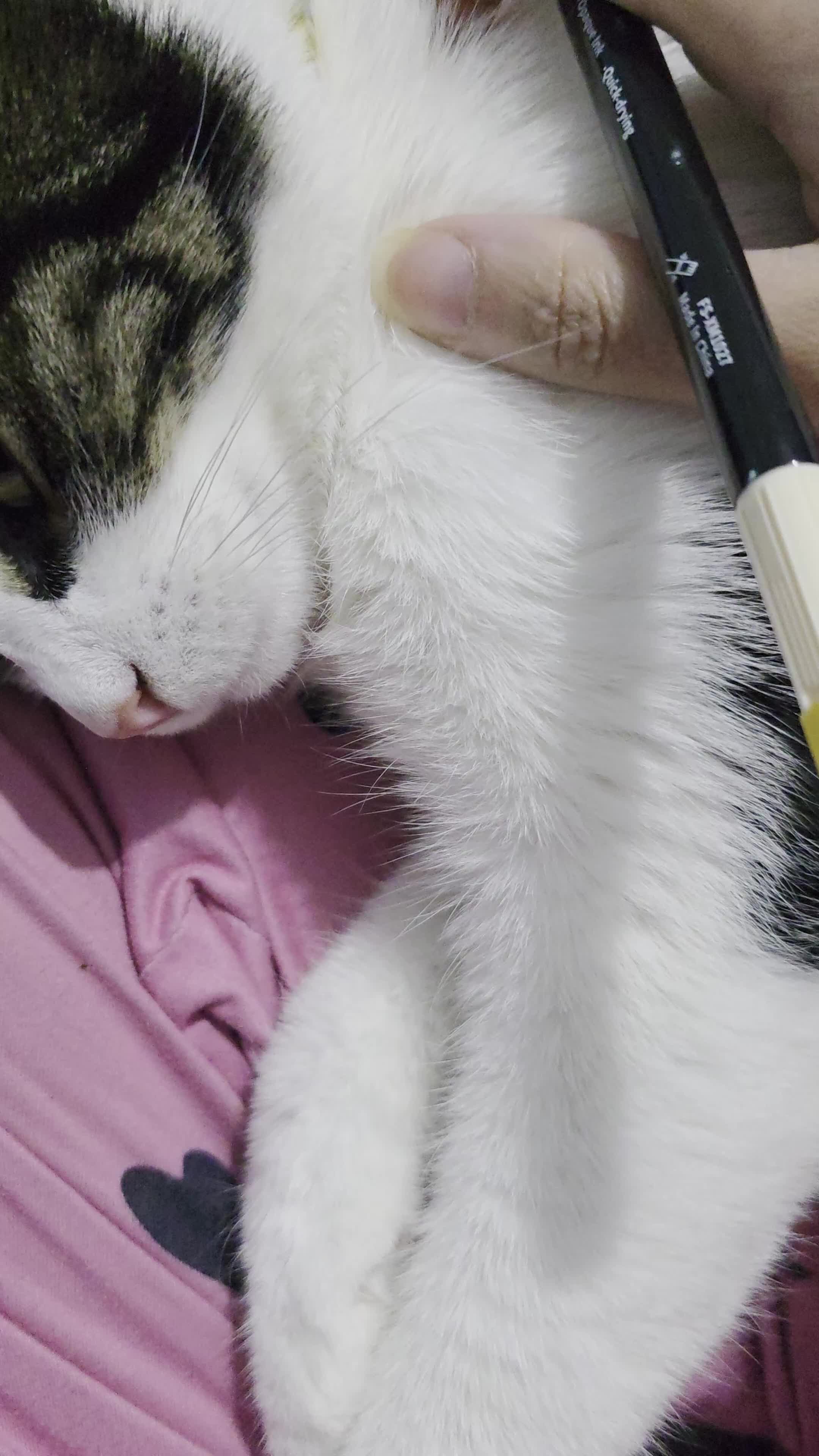 Domestic Shorthair cats for sale: 8 Month Old fun loving shorthair plus extras - Video 1