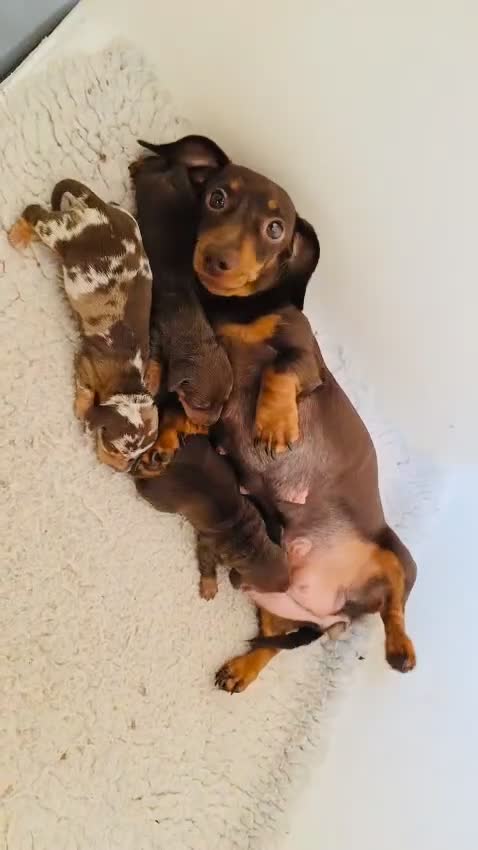 Miniature Dachshund dogs for sale: Beautiful healthy baby miniature dachshunds 🐾 - Video 1