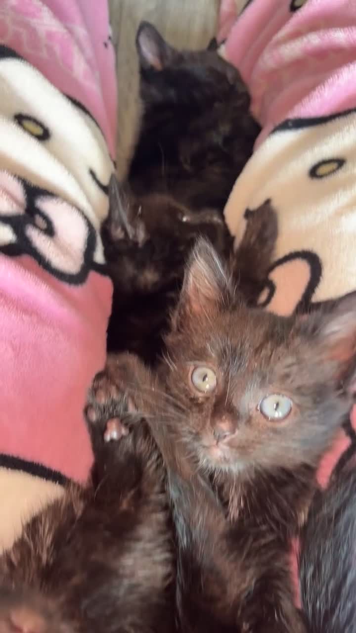 Mixed Breed cats for sale: Kittens for sale  - Video 1