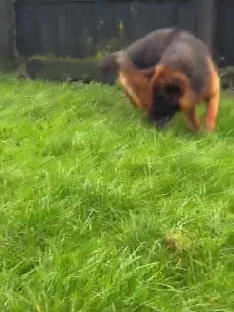 German Shepherd dogs for sale: Beautiful female German shepherd for sale - Video 1