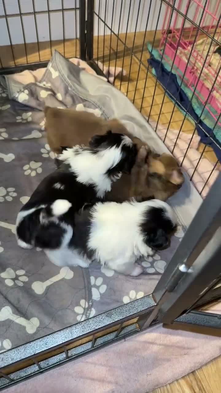 Mixed Breed dogs for sale: Shih tzu puppies - Video 1