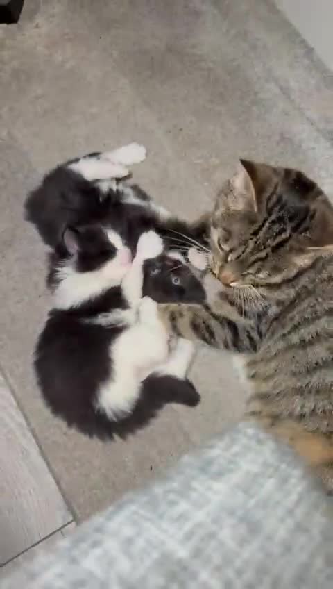 Mixed Breed cats for sale: Beautiful mix breed kittens - Video 2