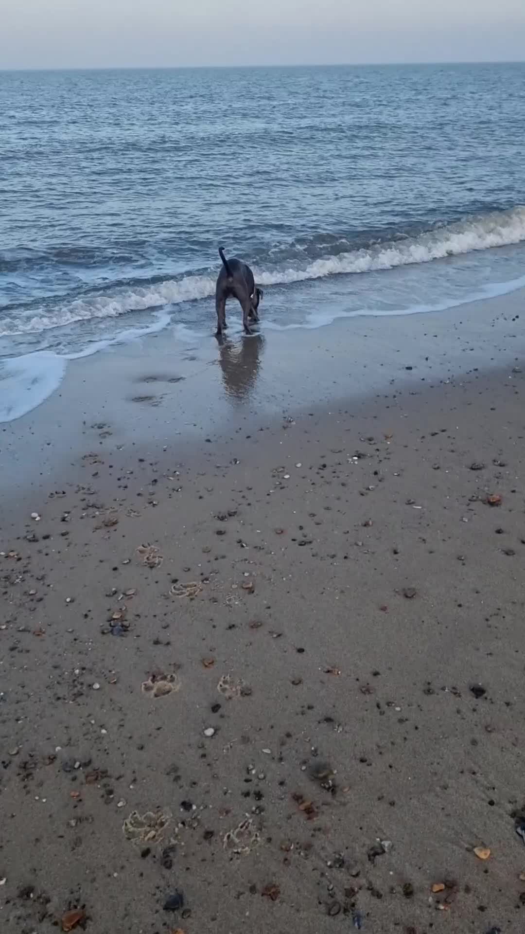 Mixed Breed dogs for sale: 9 month old beautiful Cane Corso X Staffie Boy 🐕 in Great Yarmouth - Video 1