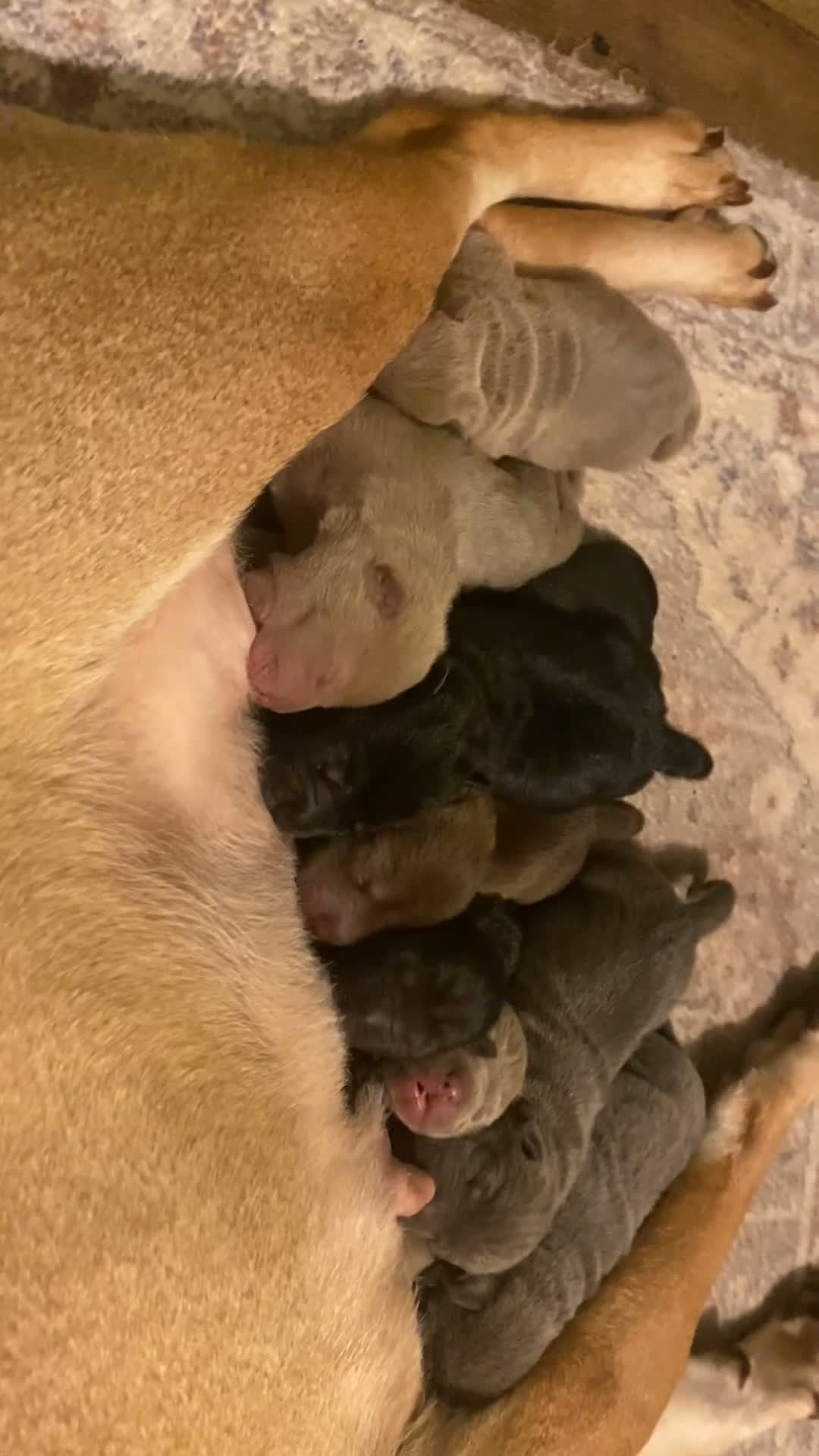 Shar Pei dogs for sale: Stunning shar pei puppies - Video 1