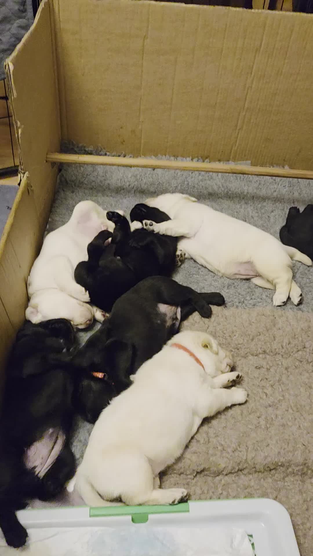 Labrador Retriever dogs for sale: Labrador - Video 1