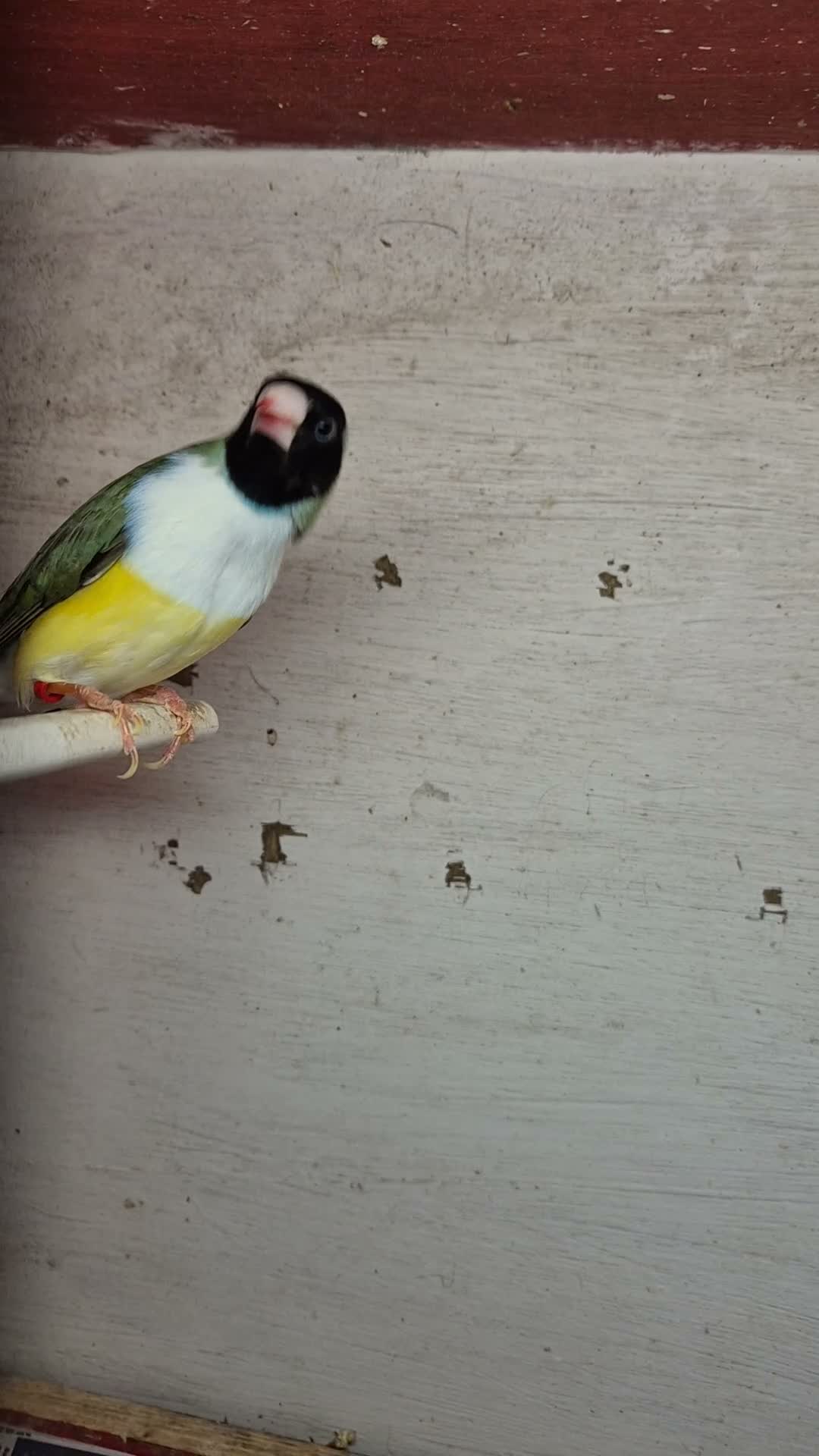 Finches birds for sale: Gouldian Finches  - Video 1