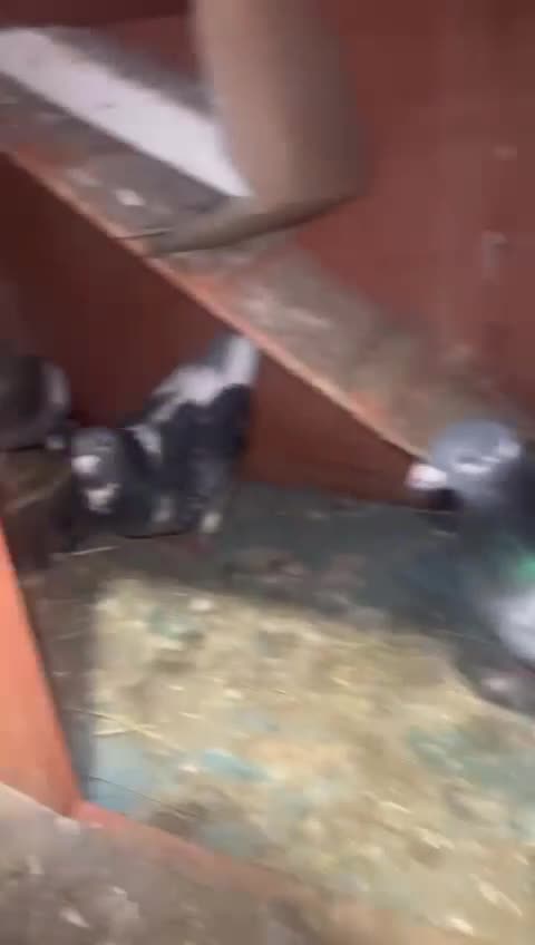 Pigeons birds for sale: Racing with pedigree  - Video 1
