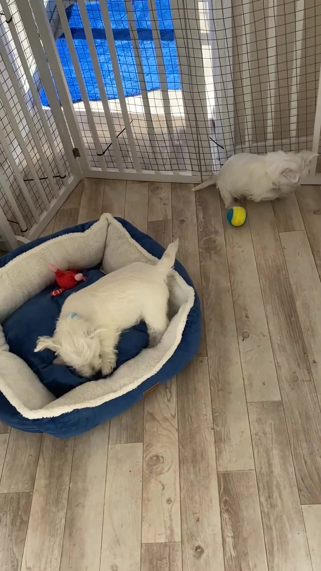 West Highland Terrier dogs for sale: Adorable WestHighland White Pups - Video 2
