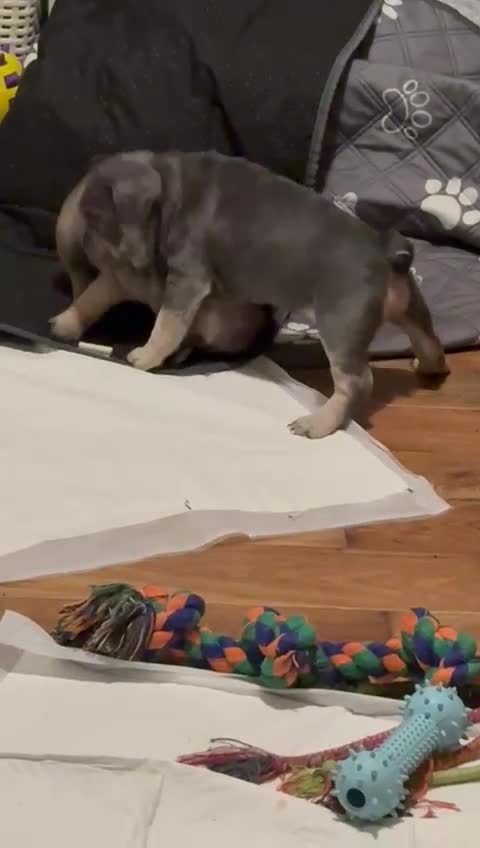 French Bulldog dogs for sale: Frenchie needs a home  - Video 1