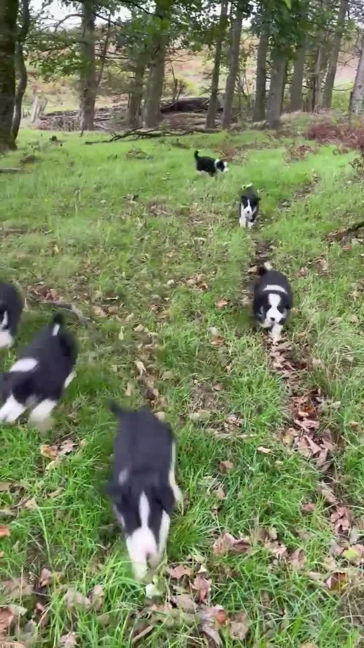 Border Collie dogs for sale: Farm bred border collie puppies - Video 4