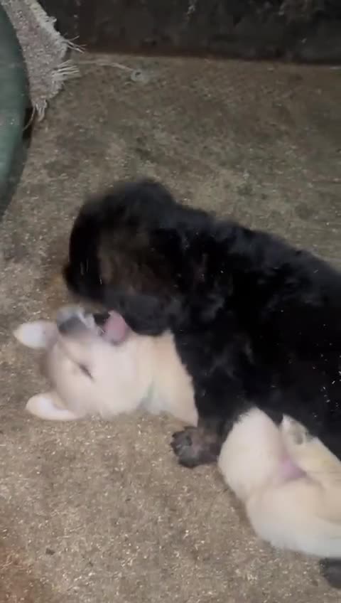 Golden Shepherd dogs for sale: Golden Shepherd puppies for sale!!  - Video 1