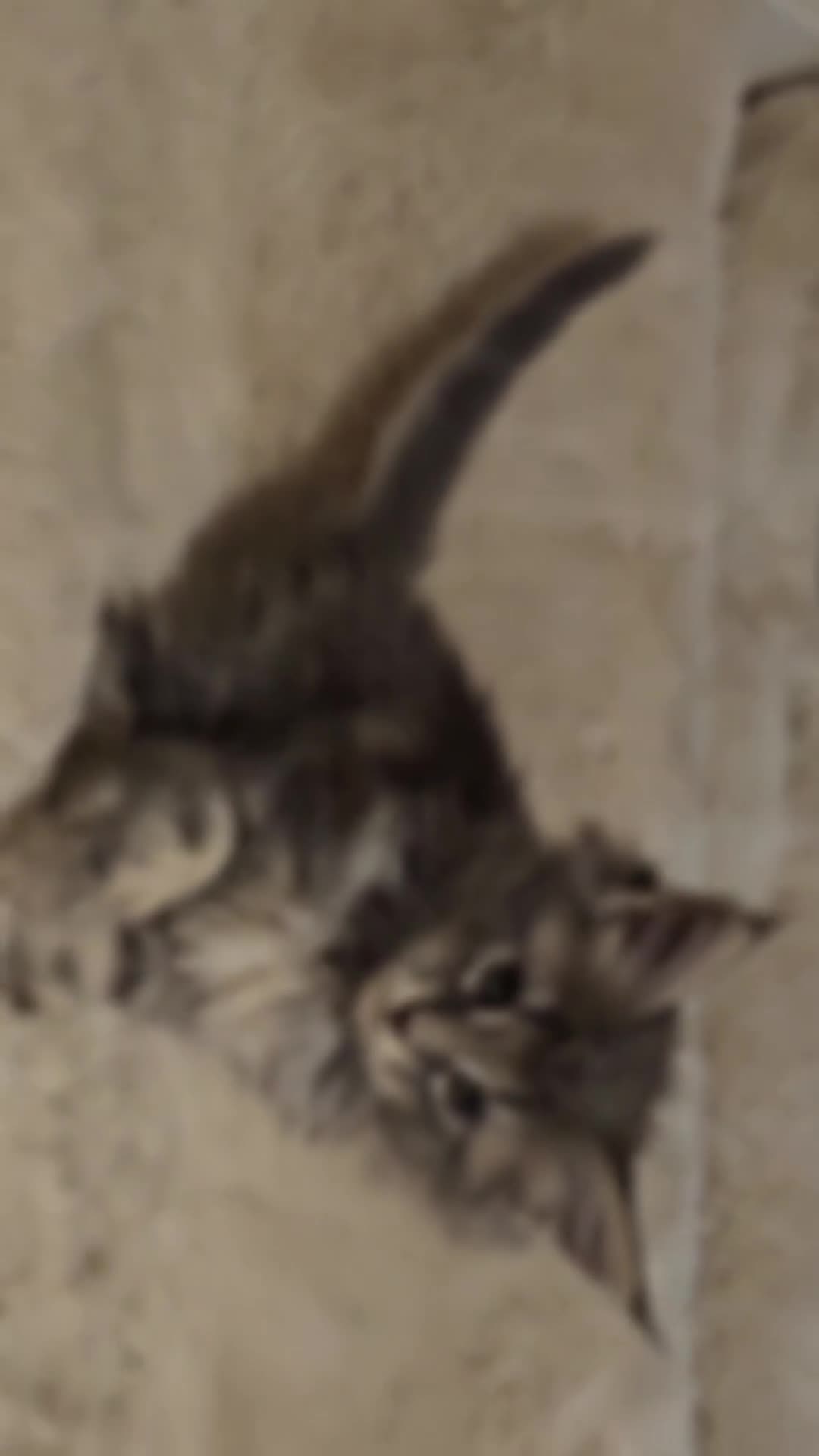 Maine Coon cats for sale: GCCF Registered Pedigree Maine Coon Kittens - Video 2