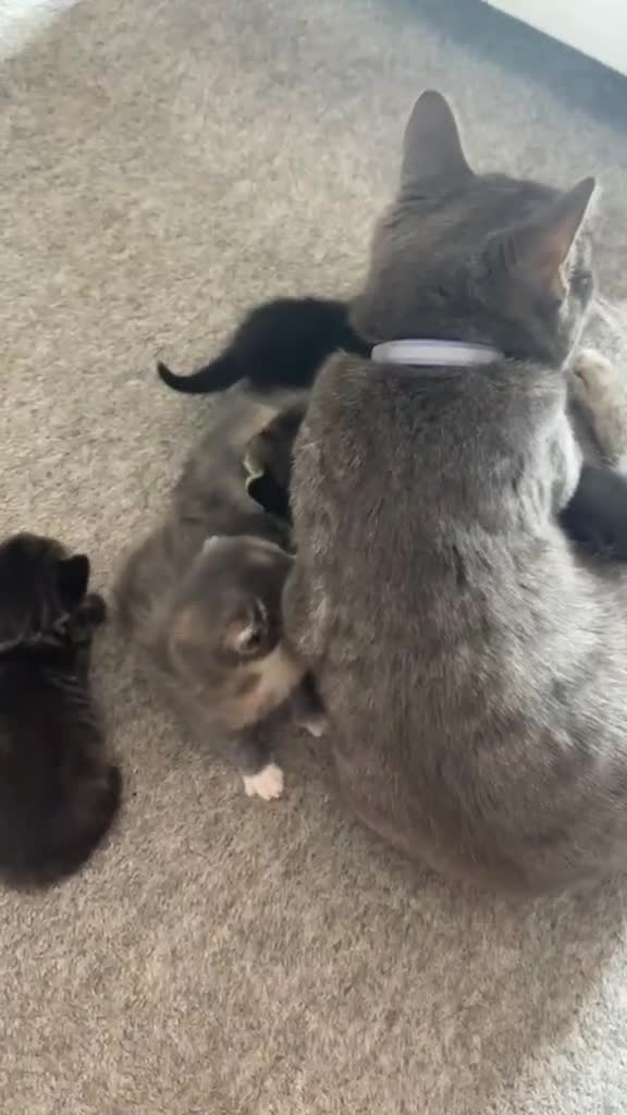 Mixed Breed cats for sale: Gorgeous tri coloured kittens - Video 2