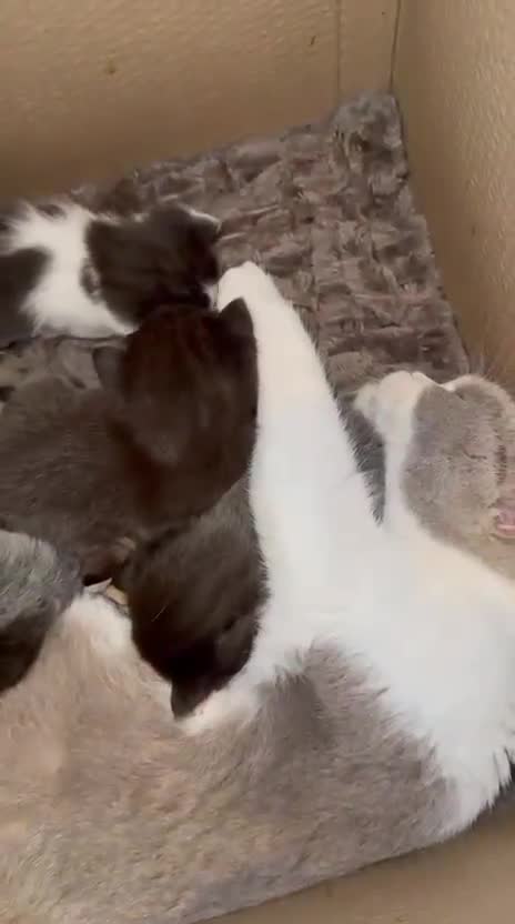 Mixed Breed cats for sale: 7 Kittens looking to move into forever home - Video 1