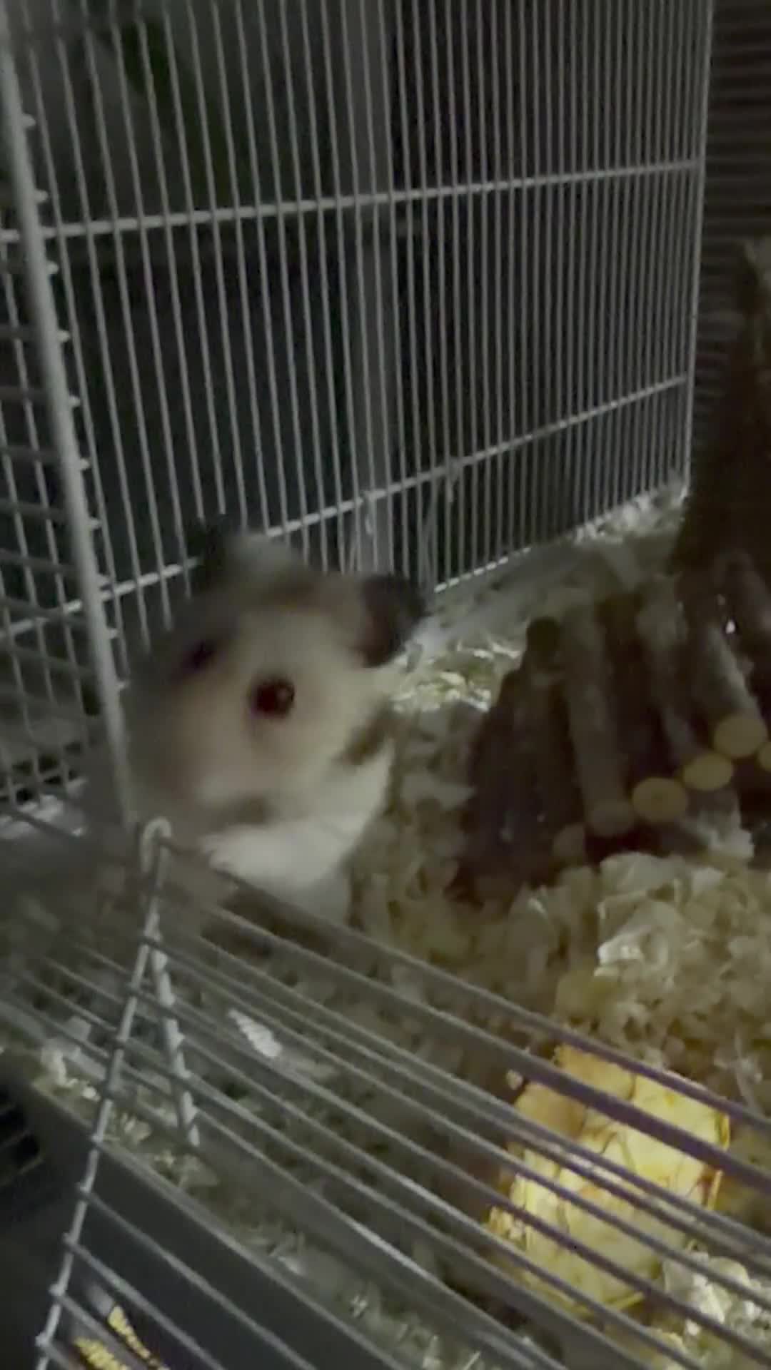 Hamster rodents for sale: Male Syrian Hamster (8 Months) With/Without Cage - Video 1