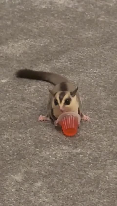 Sugar Glider rodents for sale: Sugar glider and full set up - Video 1