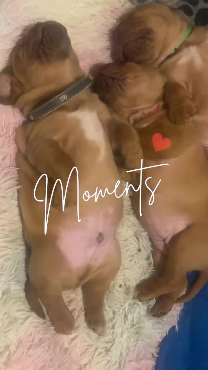 Dogue De Bordeaux dogs for sale: 2 BITCHES!LEFTFULL PEDIGREE 🦁 dogue de Bordeaux  - Video 2