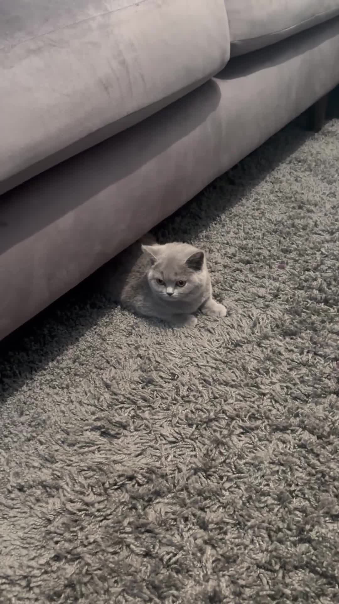 Brazilian Shorthair cats for sale: Stunning Gccf.BRITISH SHORTHAIR Blue creamgirl  - Video 1
