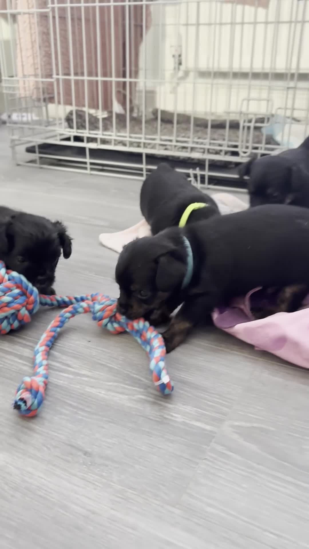 Chipoo dogs for sale: Gorgeous Chi poos  - Video 2