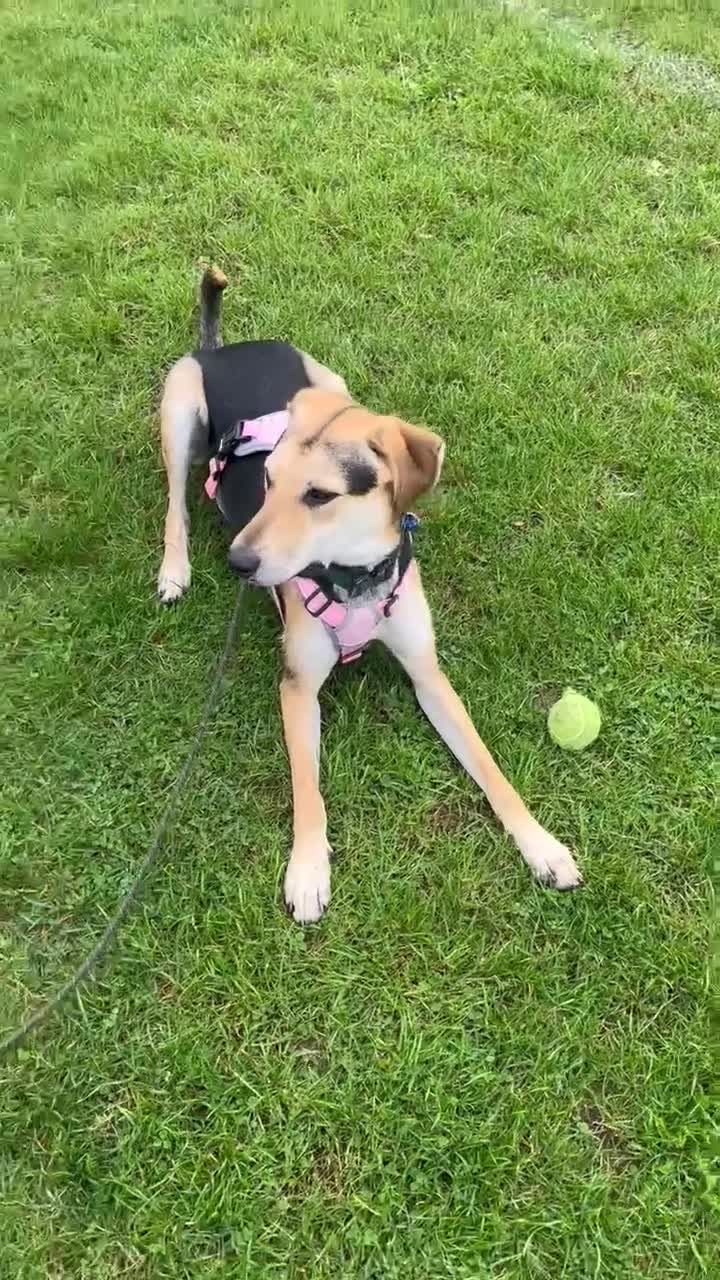 Mixed Breed dogs for adoption: Caleb – I year old, Handsome Hound Mix Boy 💙 - Video 2