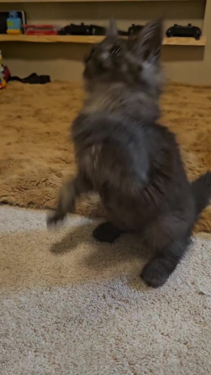 Maine Coon cats for sale: Pedigree maine coon kittens (possible delivery) - Video 1