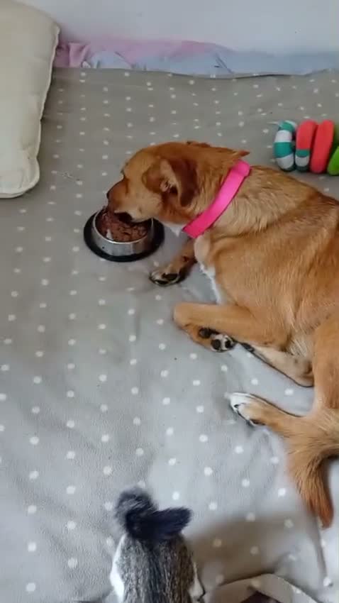 Mixed Breed dogs for adoption: 🐶🐱 BELLA & MINNIE - A BEAUTIFUL FRIENDSHIP  🐾❤️ - Video 3