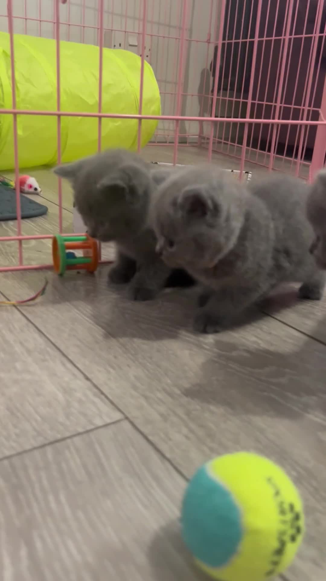 British Shorthair cats for sale: Pedigree GCCF BSH kittens ready in 2 weeks time !! - Video 1