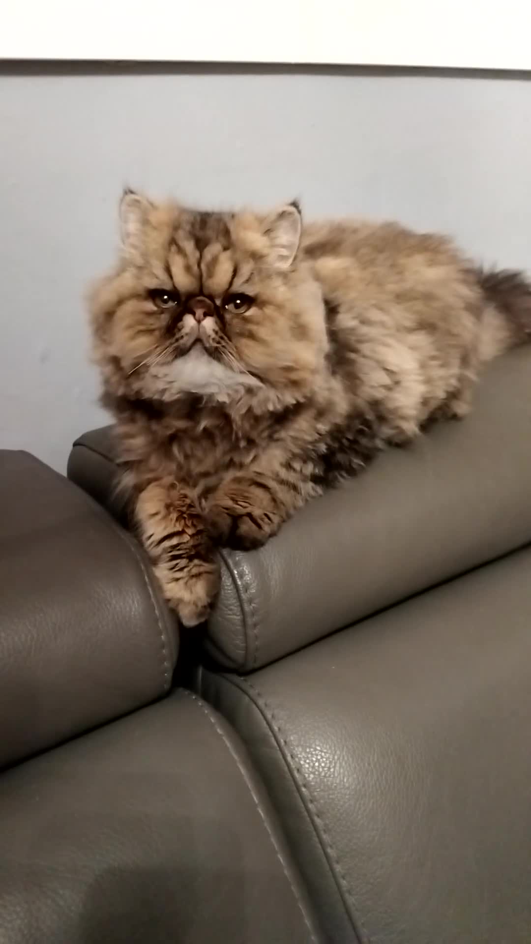 Persian cats for sale: (Sold)Cuddley Ultra Face Tabby  - Video 1
