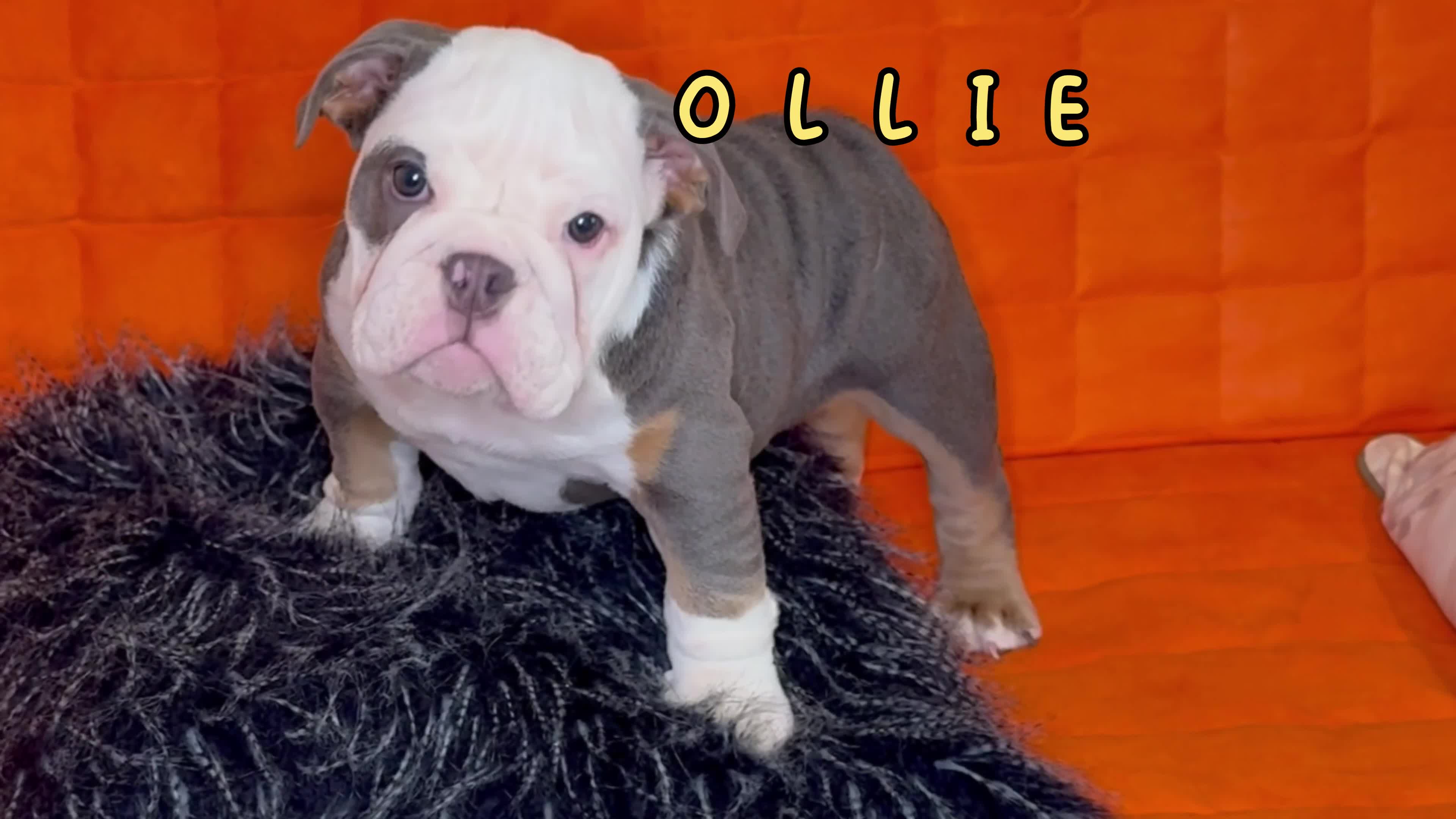 English Bulldog dogs for sale: English bulldogs pup - Video 2