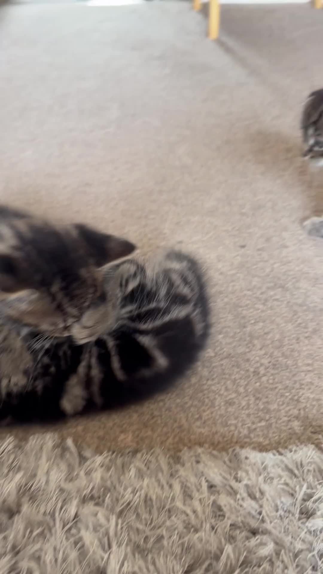 Scottish Fold cats for sale: Scotish fold and British short hair  - Video 1